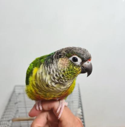 קוניור גרינציק האכלת יד ברמה