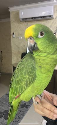 אמזונה ילו קראון למבני עניין