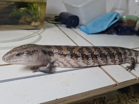 בהזדמנות!!! חומט כחול לשון, הזוחל