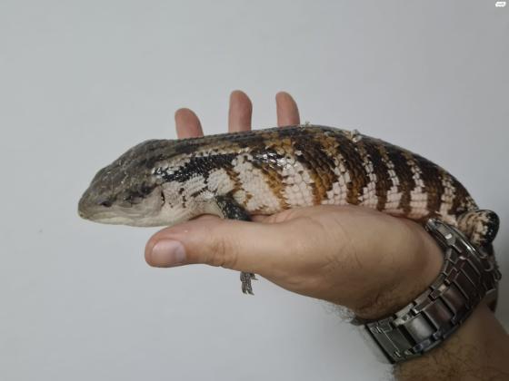 בהזדמנות!!! חומט כחול לשון, הזוחל