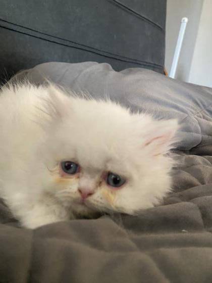 גורי פרסי הימלאיה למכירה