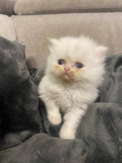 גורי פרסי הימלאיה למכירה