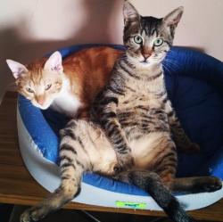 שני חתולים שגדלו ביחד מחפשים