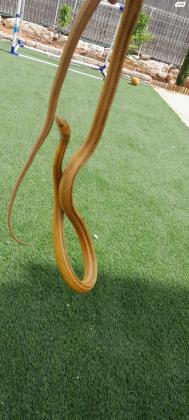 כרכן תירס חמודבאזור 130 ס"מנמכר