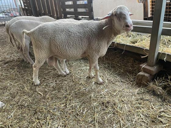 זיכר מרינו אפק