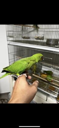 תוכי דררה למכירה בן חודשיים