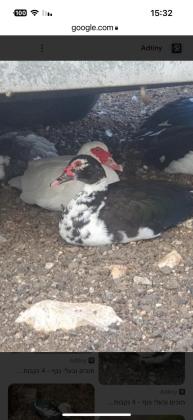 ברווז חמוד ומקסים למסירה לבית חם