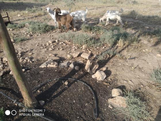 גדיים זכרים בני 4 חודשים,ינקו