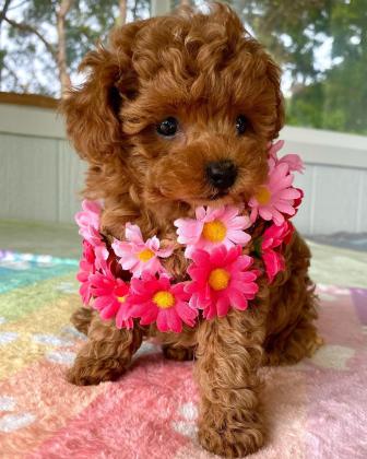 פודל עם תעודות ( FCI