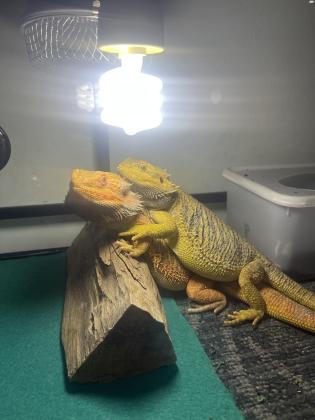 חרדון מזוקן בן חודש וחצי