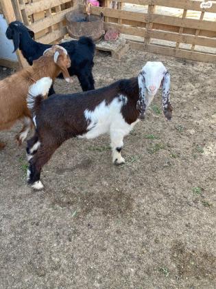 זכרים בני שלושה חודשים