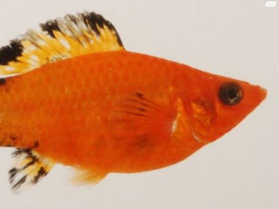 דגים כרגע קטנים עוד חודש