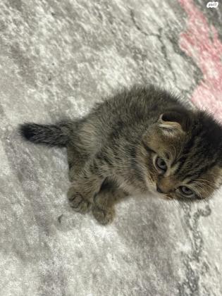 גורי סקוטי פולד שיער ארוך