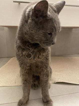 מוסרים חתול רוסי כחול בן