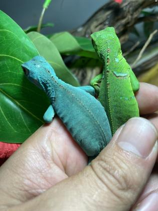 איגואנה בייבי ירוקה 700 שח