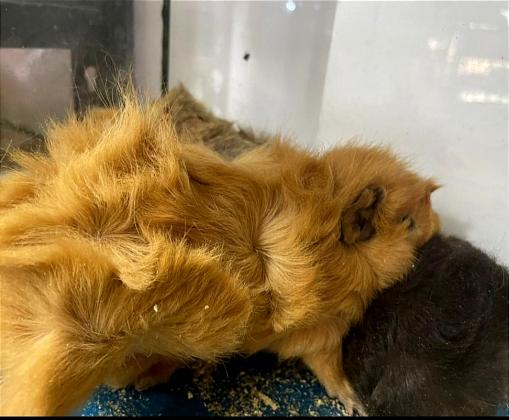 שרקנים מהממים מאוד נדירים יש