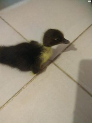 ברווזים חמודים בגיל כשבוע, 30