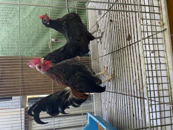 למכירה זוג תרנגולי סרהמה אמריקאי