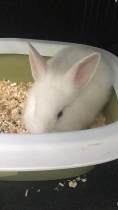 ארנב ראש אריה לבן מהמם!!!!