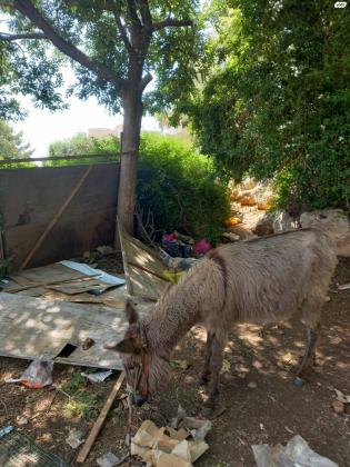 חמורה יפה וחמודה