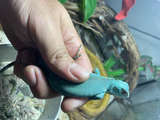 איגואנה בייבי ירוקה 700 שח