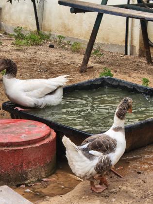 אווזים עובדים צעירים מהגזע הגדול