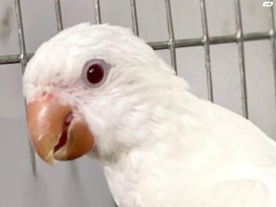 תוכי נזיר לבן