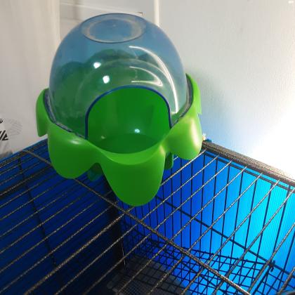 צ'ינצ'ילה מהממת חברותית במיוחד בת