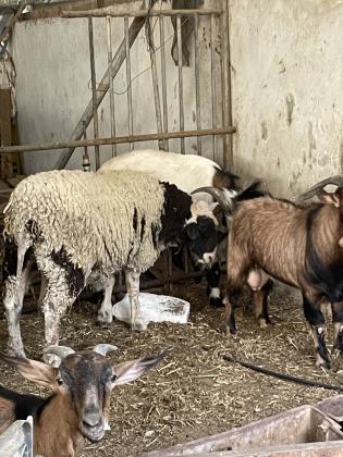 4 תיישים צעירים1כבש1עז קטנה פלוס גדי