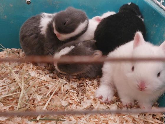 למכירה ארנבים ננסיים יפים וחמודים,