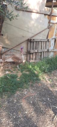 זכר הודו צבע אדום