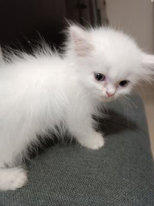 זכר פרסי קלאסי יפיוף ברמות