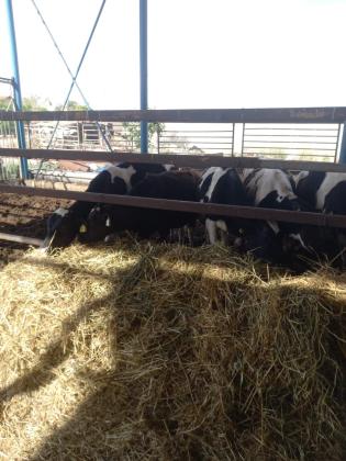 עגלים בני 6-7 חודשיםמחוסנים עם אישורים