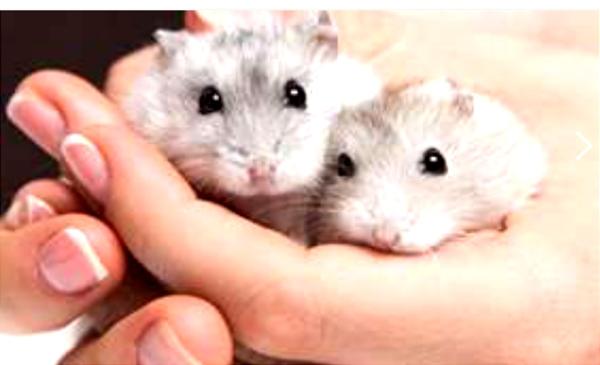 אוגרים סיברים חמודים ממש רגילים