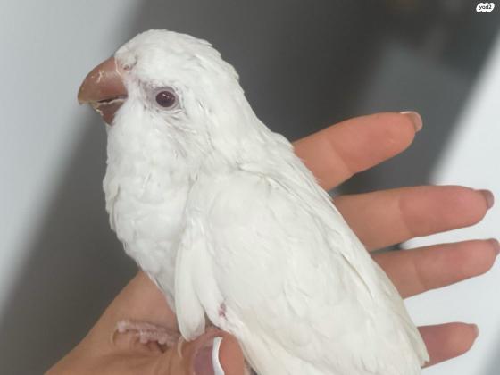 תוכי נזיר לבן