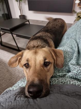 רועה גרמני מעורב, גדול (38