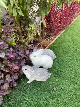 ארנב ראש אריה לבן מהמם!!!!