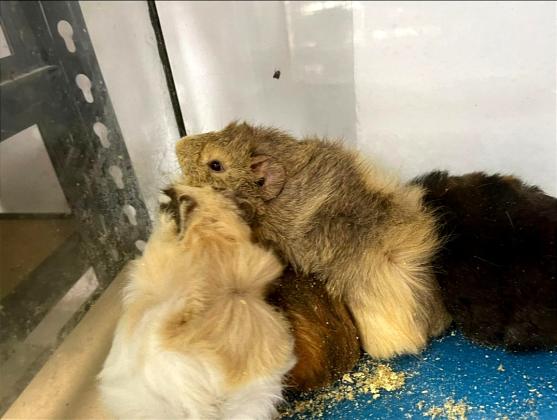 שרקנים מהממים מאוד נדירים יש