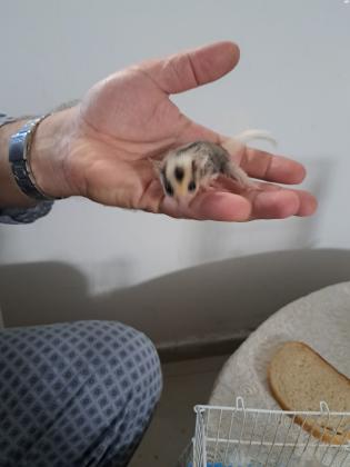 למכירה גורי שוגר גליידר מוזייק