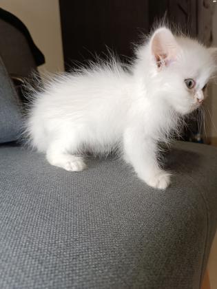 זכר פרסי קלאסי יפיוף ברמות