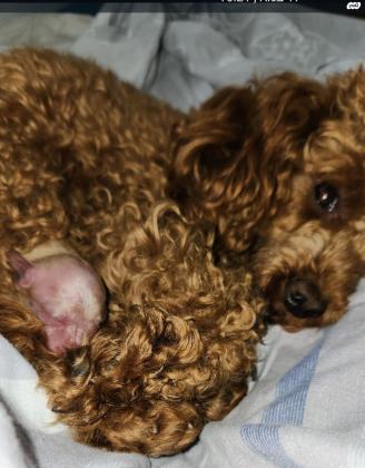 למכירה גורת פודל טוי אדומה