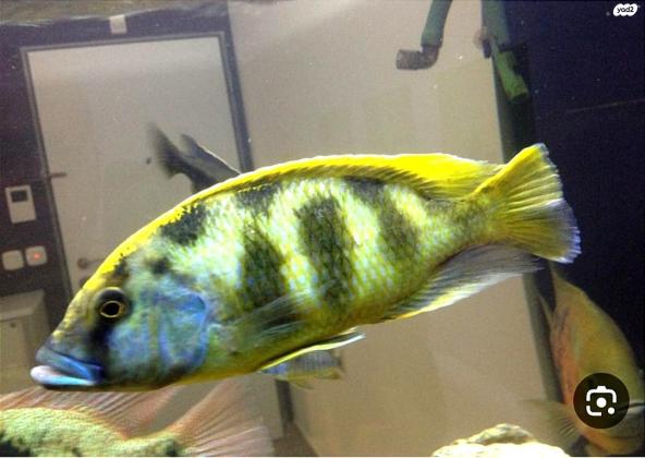 ציקליד חייל מהממים זכרים ונקבות