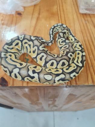 נחש נקבה הכי טוב מתאים לילדים עם הציוד