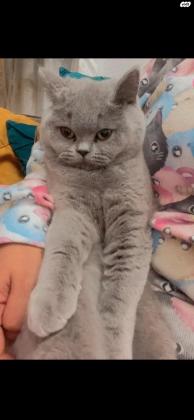 חתול בריטי למכירה בת 9