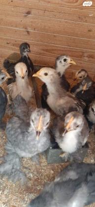 אפרוחים בני חודשיים מסוג קוצנים מדהימים