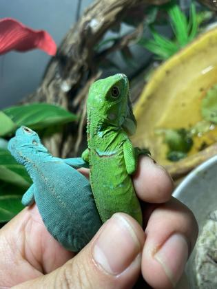 איגואנה בייבי ירוקה 700 שח