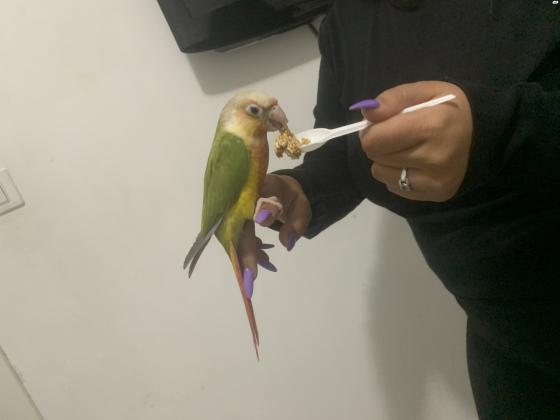 תוכי גרינציק ילו סיד צבע