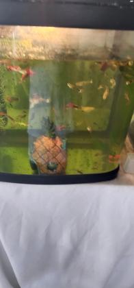 דגי גופי למכירה, משריצים, יפייפיים,