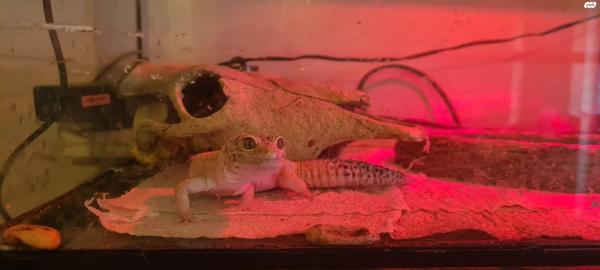 מוכר : טרריום זכוכית גדול