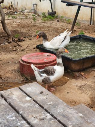 אווזים עובדים צעירים מהגזע הגדול